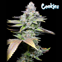 Wet Wet - Cookies Seed Bank