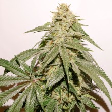 Ice Cream Haze - Dutch Passion