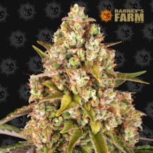 Auto Critical Kush - Barney's Farm