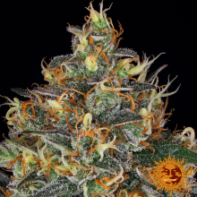 Auto Moby Dick - Barney's Farm