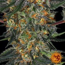 Auto Moby Dick - Barney's Farm