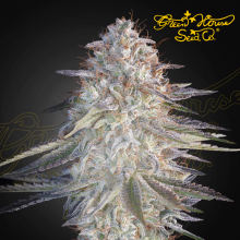 Super Lemon Haze x Pink Candy - Green House Seeds