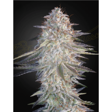 Super Lemon Haze x Pink Candy - Green House Seeds