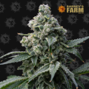 Bruce Banner - Barney's Farm