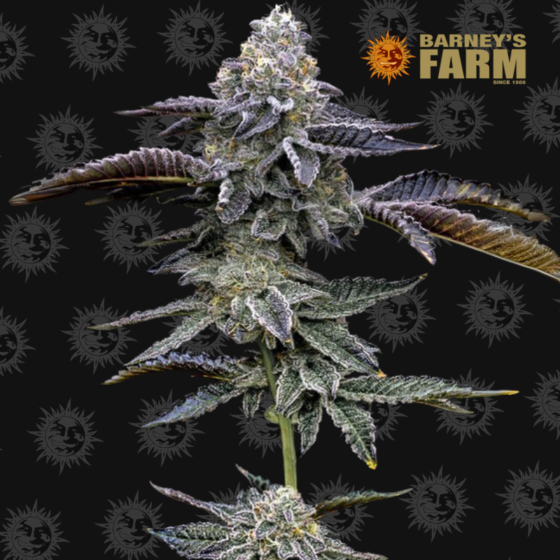 Blue Dream - Barney's Farm