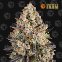 OG Kush - Barney's Farm