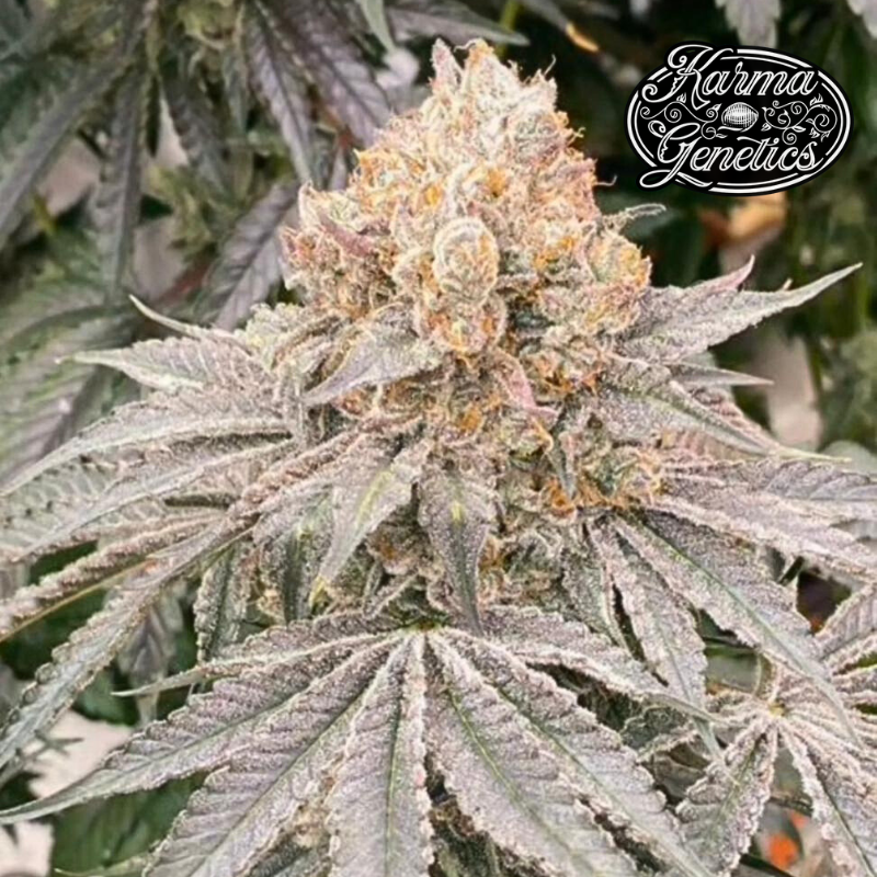 Apple B - Karma Genetics