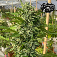 Goji Biker - Karma Genetics