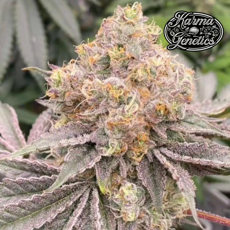 Mop Chopper - Karma Genetics