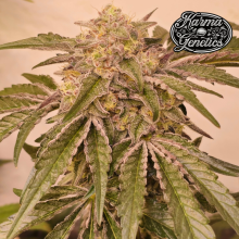 Pink Pie - Karma Genetics