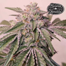 Pink Pie - Karma Genetics