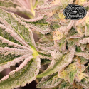 Pink Payton - Karma Genetics