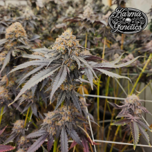 Pink Payton - Karma Genetics