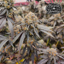 Pink Payton - Karma Genetics