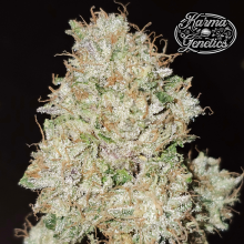 Pinky Fritter - Karma Genetics