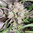 Pinky Fritter - Karma Genetics