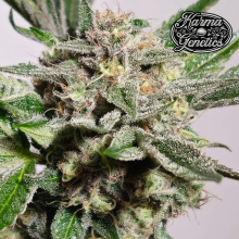 Pinky Fritter - Karma Genetics