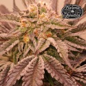 Hindu Runtz - Karma Genetics