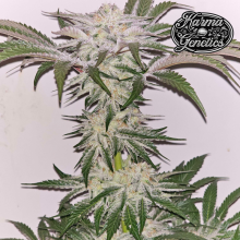 Hindu Runtz - Karma Genetics