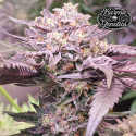 Pink Bacio - Karma Genetics