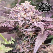 Pink Bacio - Karma Genetics