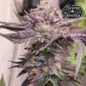 Pink Bacio - Karma Genetics