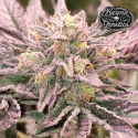 Pink Bacio - Karma Genetics