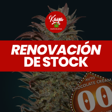 Auto Chocolate Cream - 00 Seeds - Renovación de Stock