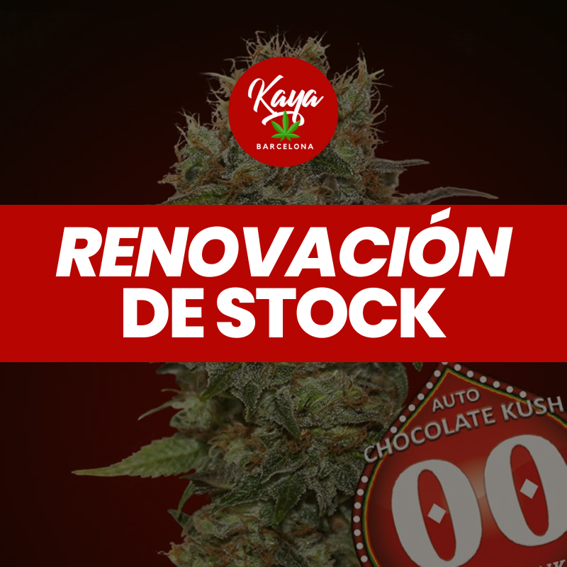 Auto Chocolate Kush - 00 Seeds - Renovación de Stock