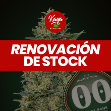 Auto White Widow - 00 Seeds - Renovación de Stock