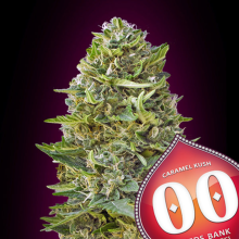 Caramel Kush - 00 Seeds - Stock renewal