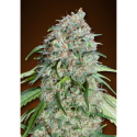 Chocolate Skunk CBD - 00 Seeds - Renovación de Stock