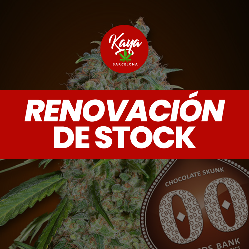 Chocolate Skunk CBD - 00 Seeds - Renovación de Stock