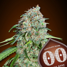 Chocolate Skunk CBD - 00 Seeds - Stock Renewal