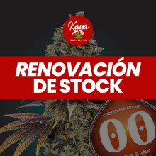 Chocolate Cream - 00 Seeds - Renovación de Stock