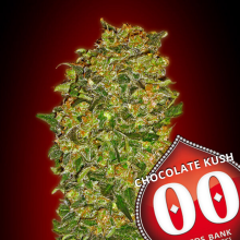 Chocolate Kush - 00 Seeds - Renovación de Stock