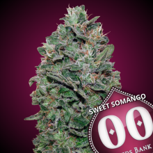 Sweet Soma - 00 Seeds - Renovación de Stock