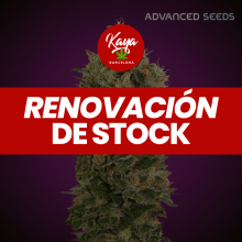 Auto Black Diesel - Advanced Seeds - Renovación de Stock