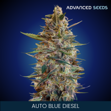 Auto Blue Diesel - Advanced Seeds - Renovacion de Stock