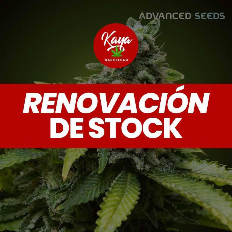 Early Widow - Advanced Seeds - Stock Renewal