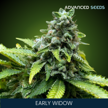 Early Widow - Advanced Seeds - Renovación de Stock