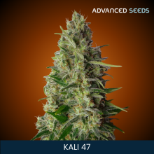 Kali 47 - Advanced Seeds - Stock Renewal