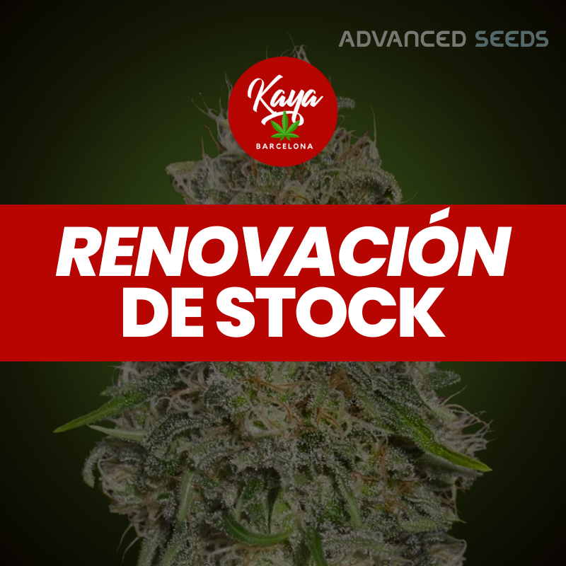 Shark Widow - Advanced Seeds - Stock renewal