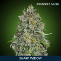 Shark Widow - Advanced Seeds - Renovacion de Stock