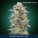 Shark Widow CBD - Advanced Seeds - Renovación de Stock