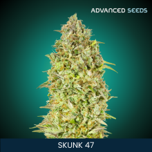 Skunk 47 - Advanced Seeds - Renovacion de Stock