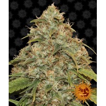 Auto CBD Lemon Potion - Barney's Farm - Renovación de Stock