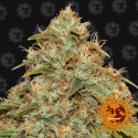 Auto CBD Lemon Potion - Barney's Farm - Renovación de Stock