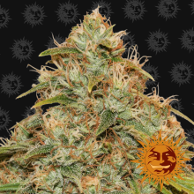 Auto CBD Lemon Potion - Barney's Farm - Renovación de Stock