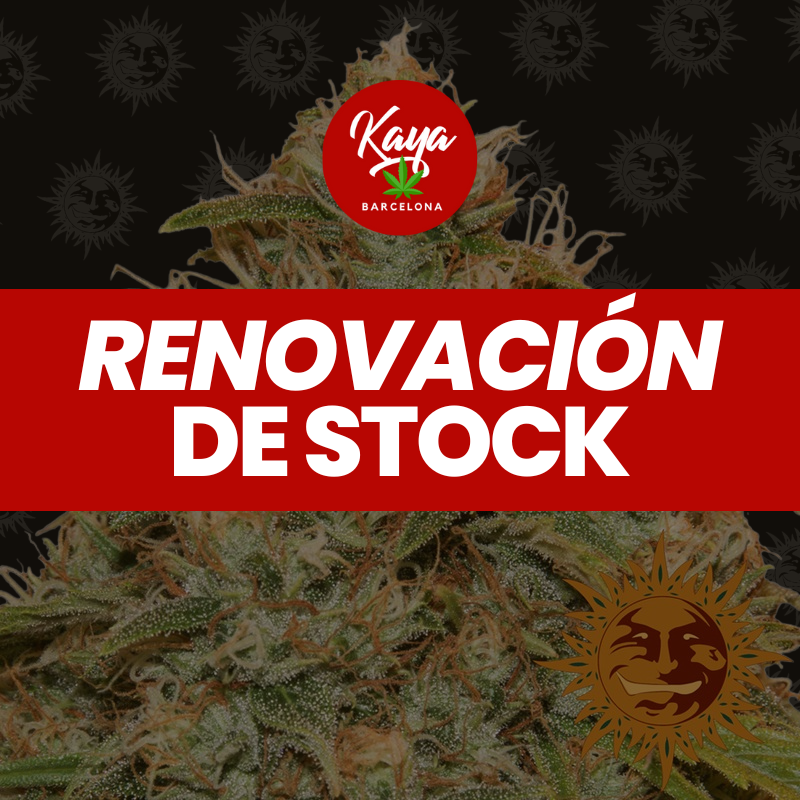 Auto CBD Lemon Potion - Barney's Farm - Renovación de Stock